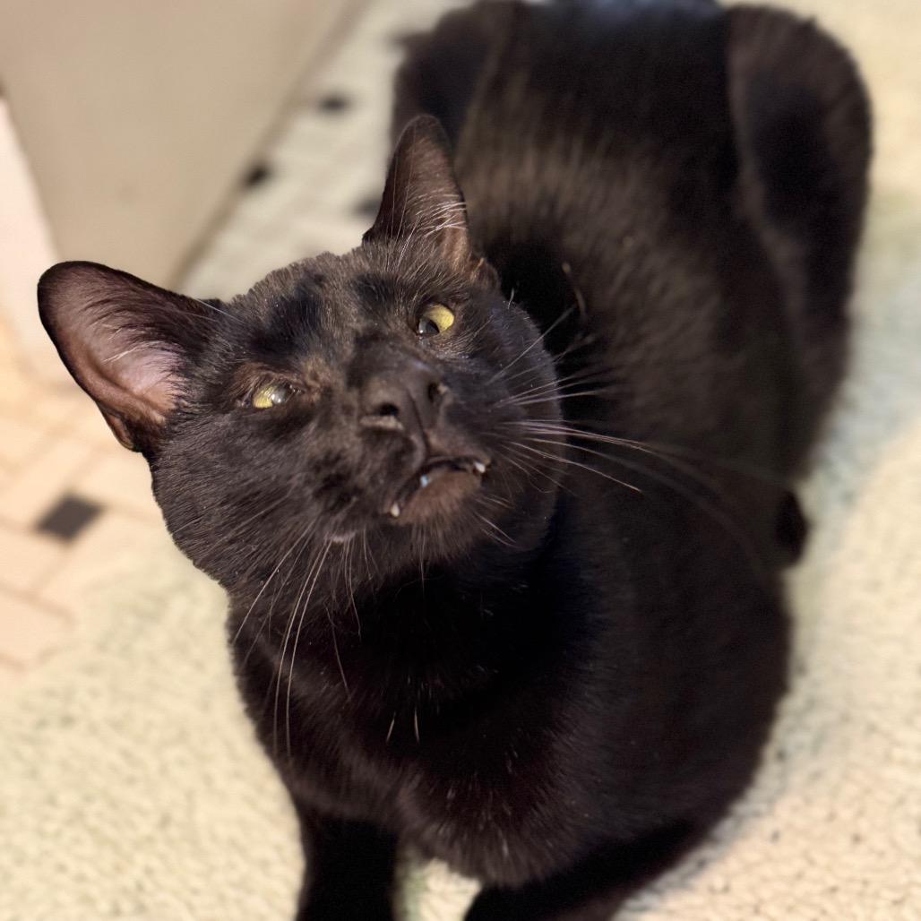 Enlarge Panang Curry, a Adoptable Domestic Short Hair in Los Angeles, CA image 5/6