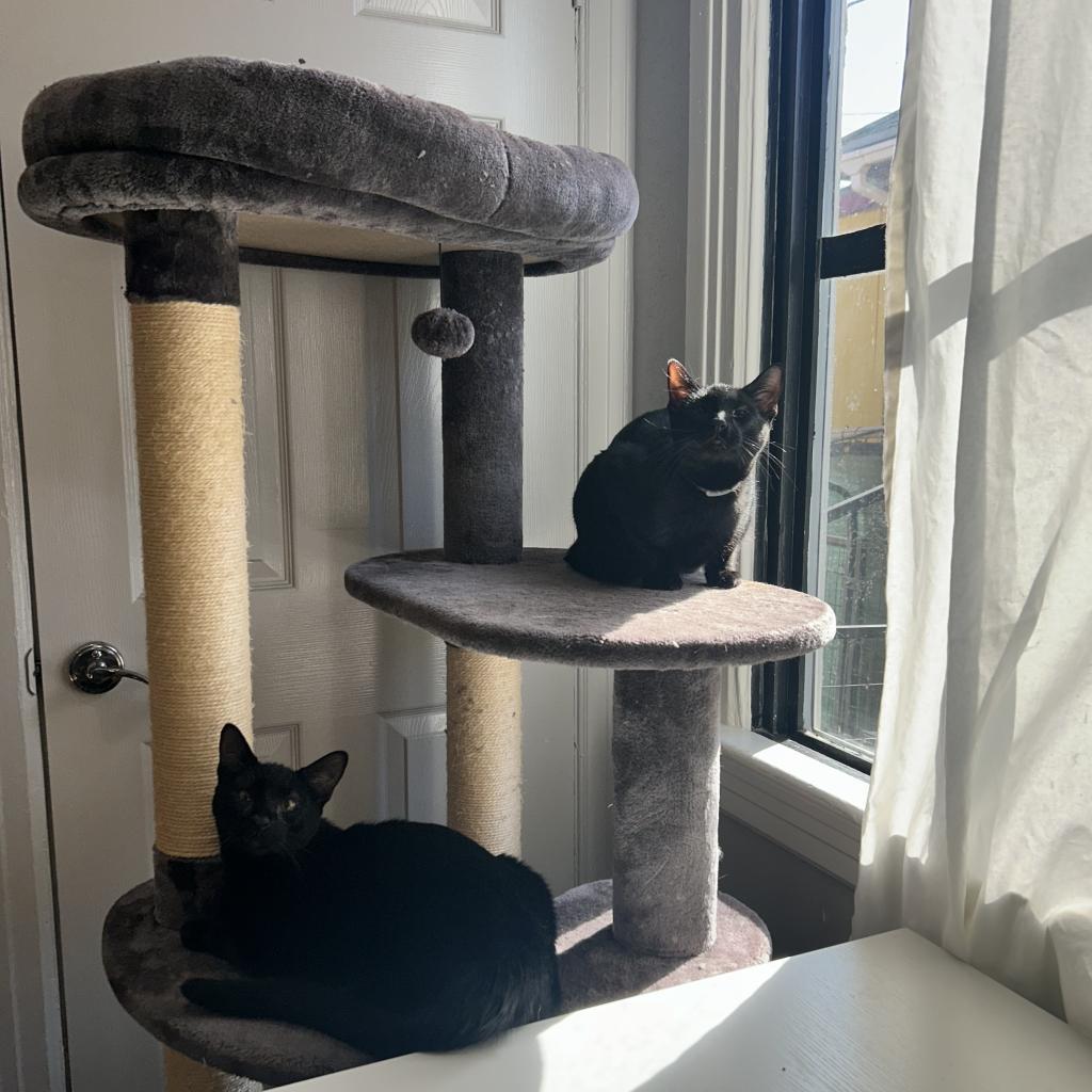 Enlarge Panang Curry, a Adoptable Domestic Short Hair in Los Angeles, CA image 5/6