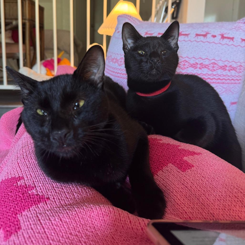 Enlarge Panang Curry, a Adoptable Domestic Short Hair in Los Angeles, CA image 6/6