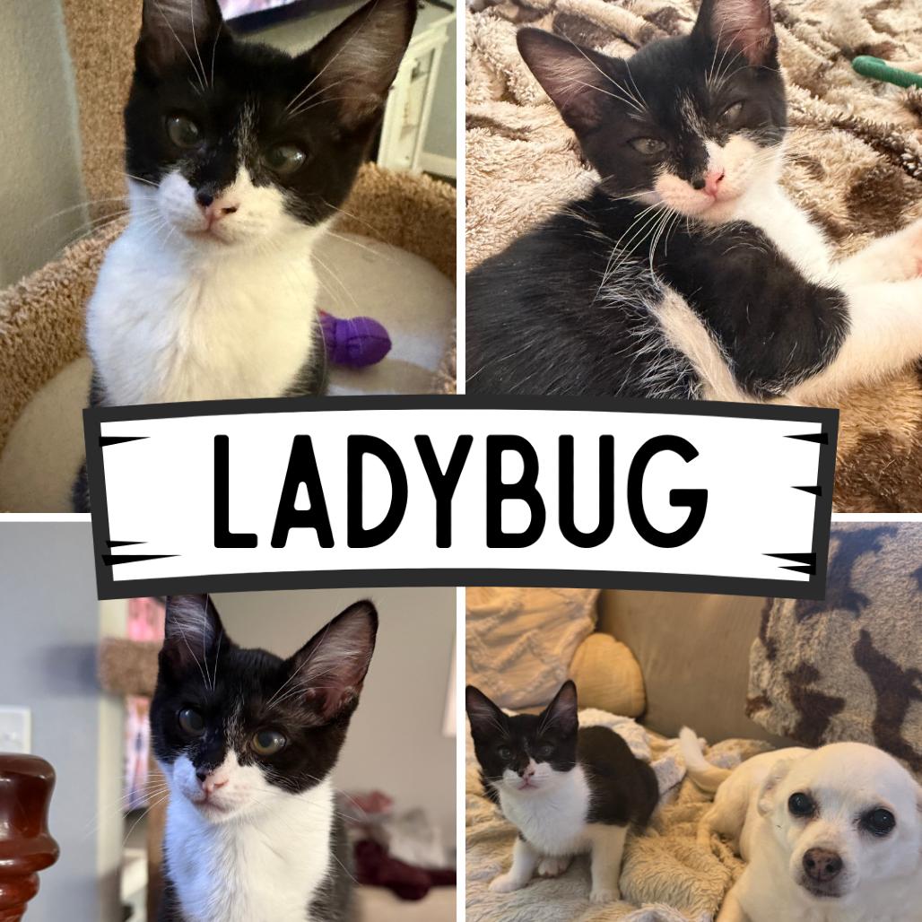 Ladybug, Adoptable, Kitten Female Domestic Short Hair.