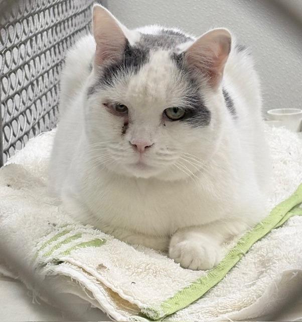 Harry, Adoptable, Senior Male Domestic Short Hair.