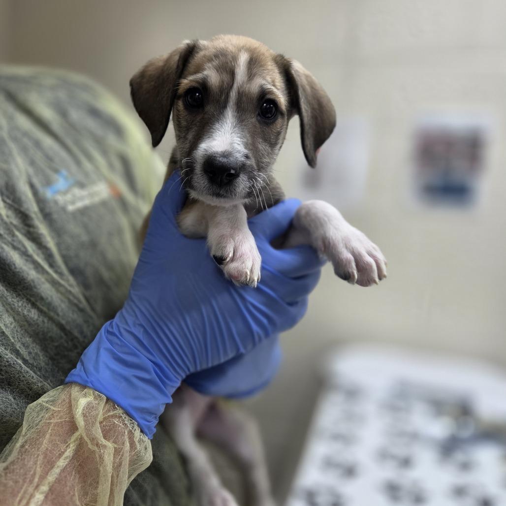 Gerbil, Adoptable, Puppy Female Standard Poodle & Labrador Retriever.