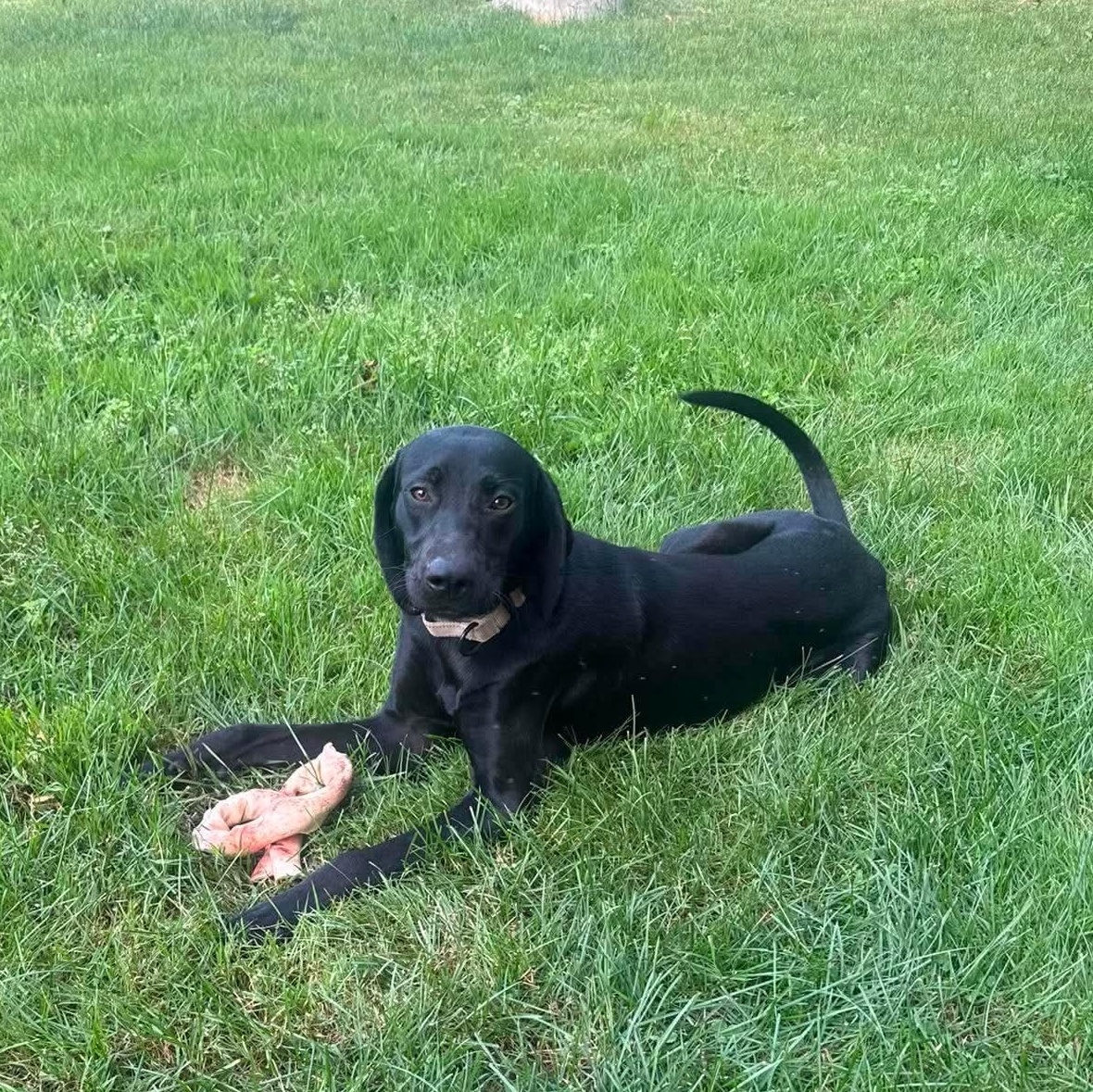 Enlarge Libby, an adopted mixed breed in Argyle, NY image 1/2