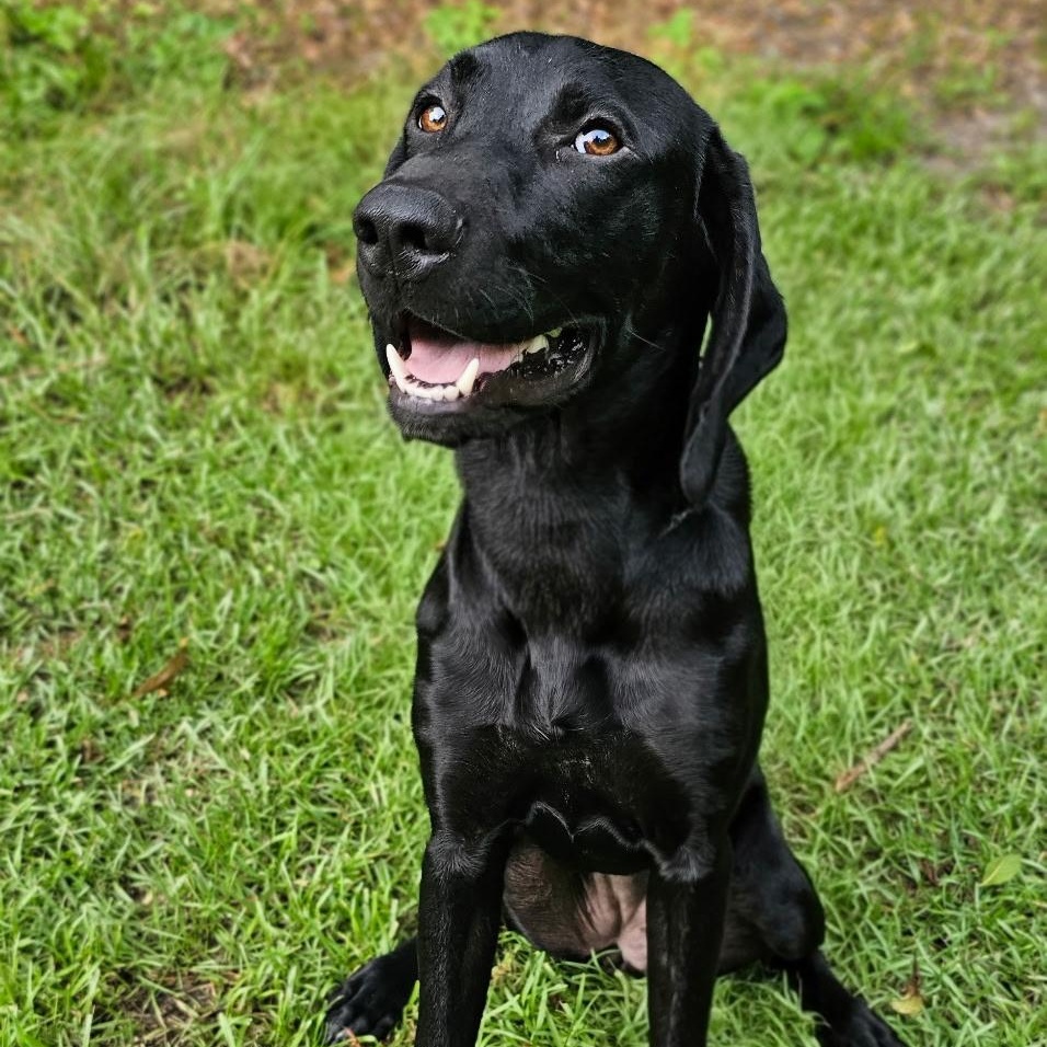 Enlarge Libby, an adopted mixed breed in Argyle, NY image 2/2