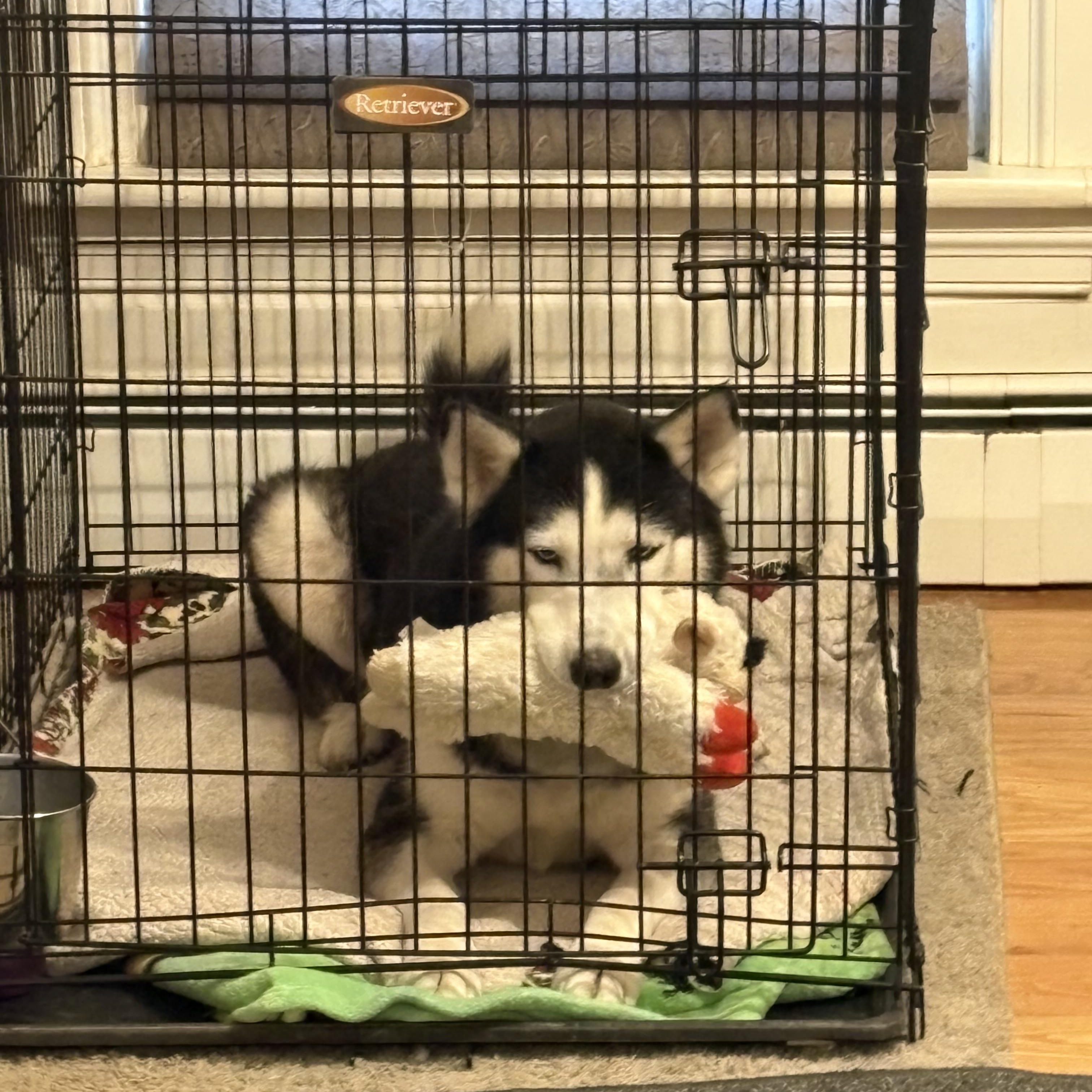 Enlarge Ember, a Adoptable mixed breed in Jefferson City, MO image 5/5