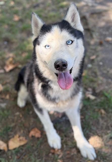 Ember & Kodiak -FOSTER NEEDED