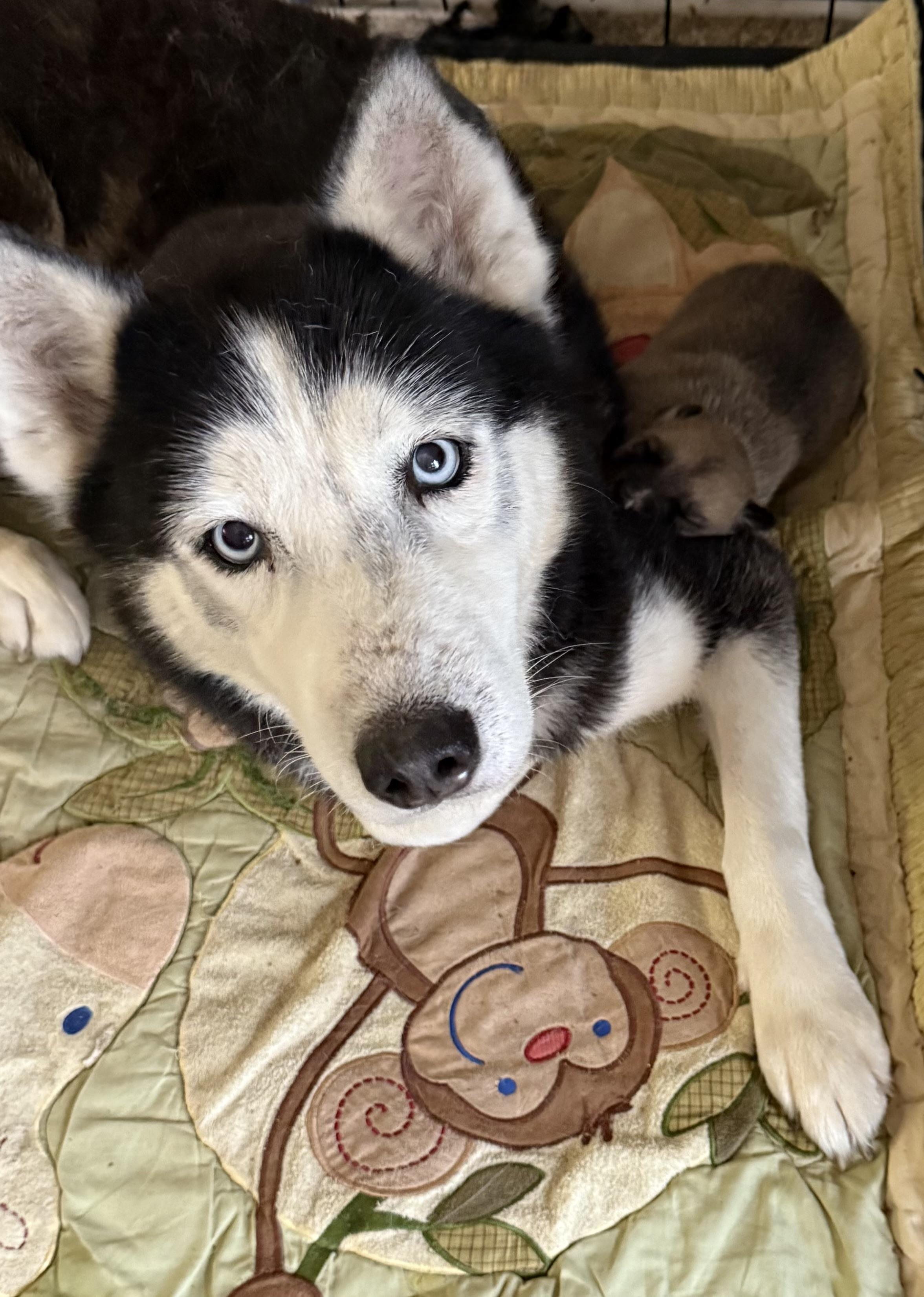 Ember & Kodiak -FOSTER NEEDED