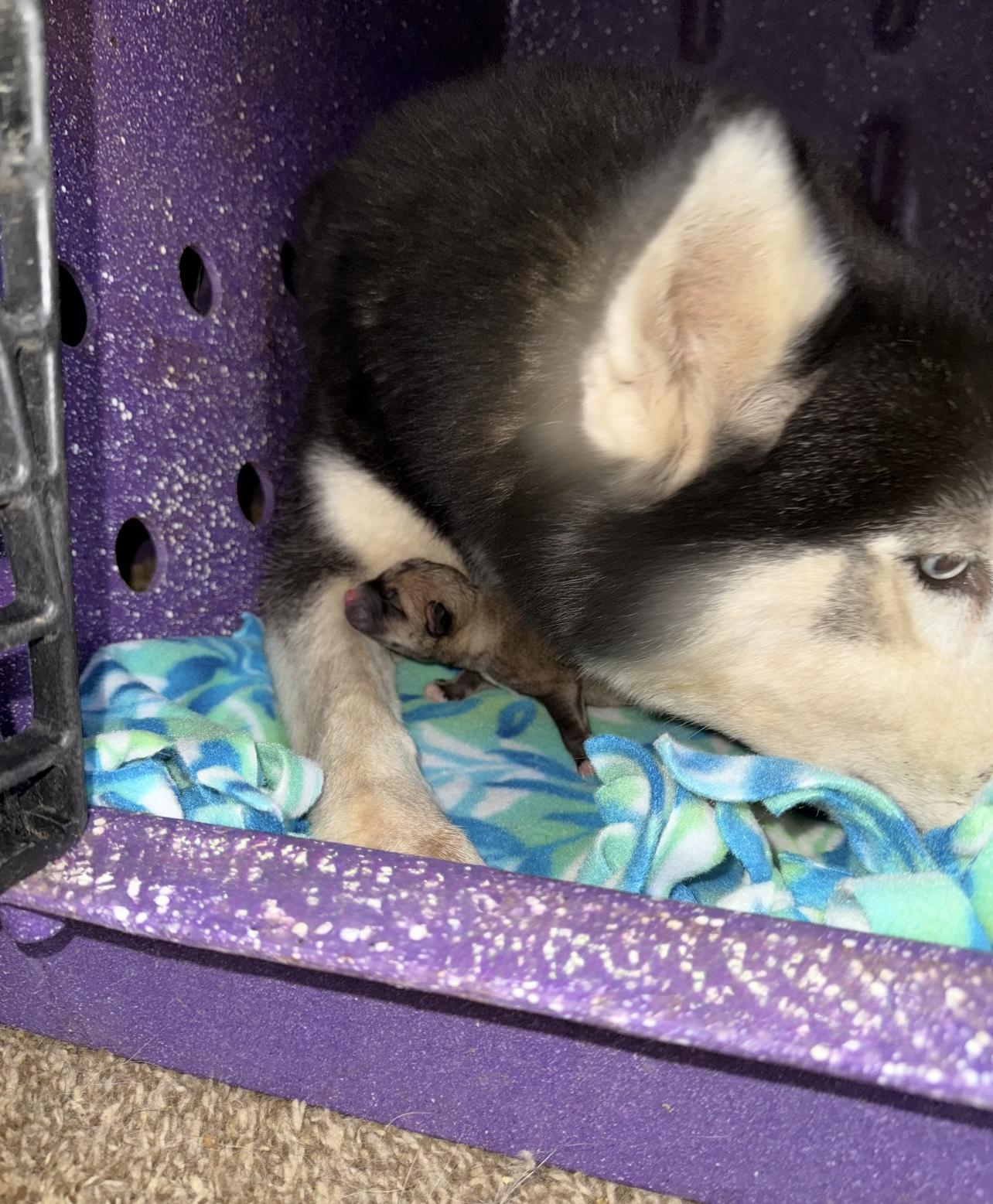 Ember & Kodiak, a Adoptable mixed breed in Jefferson City, MO image 4/6