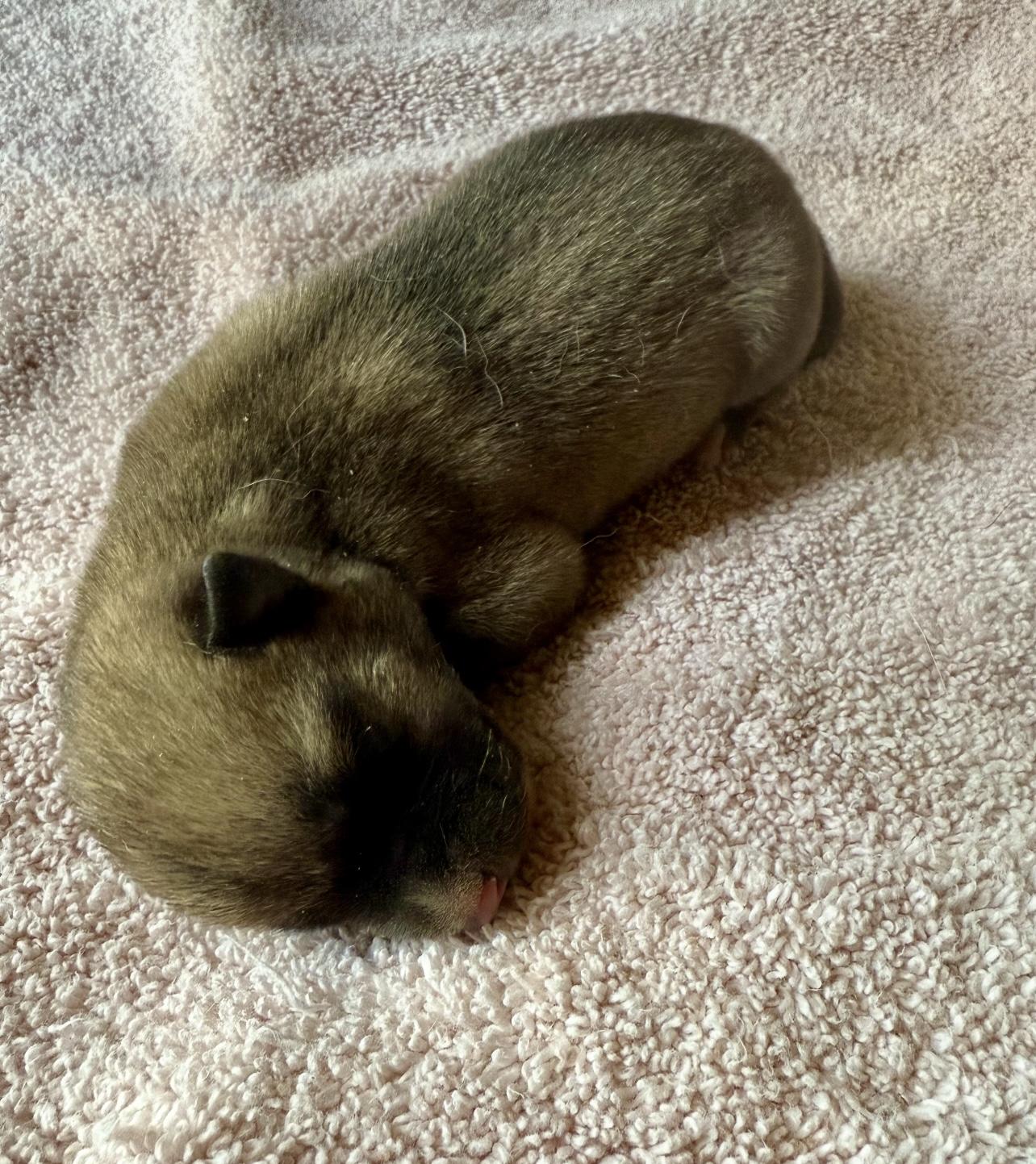 Ember & Kodiak -FOSTER NEEDED