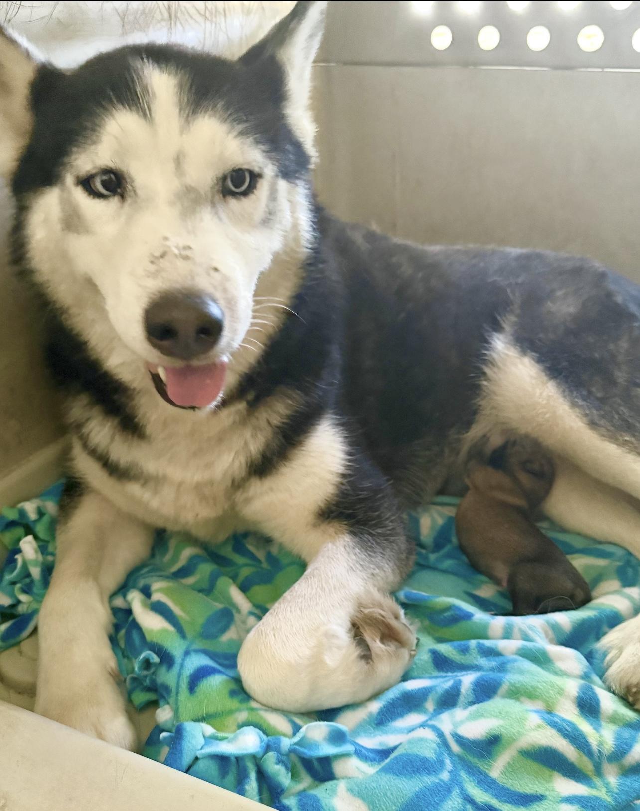 Ember & Kodiak -FOSTER NEEDED