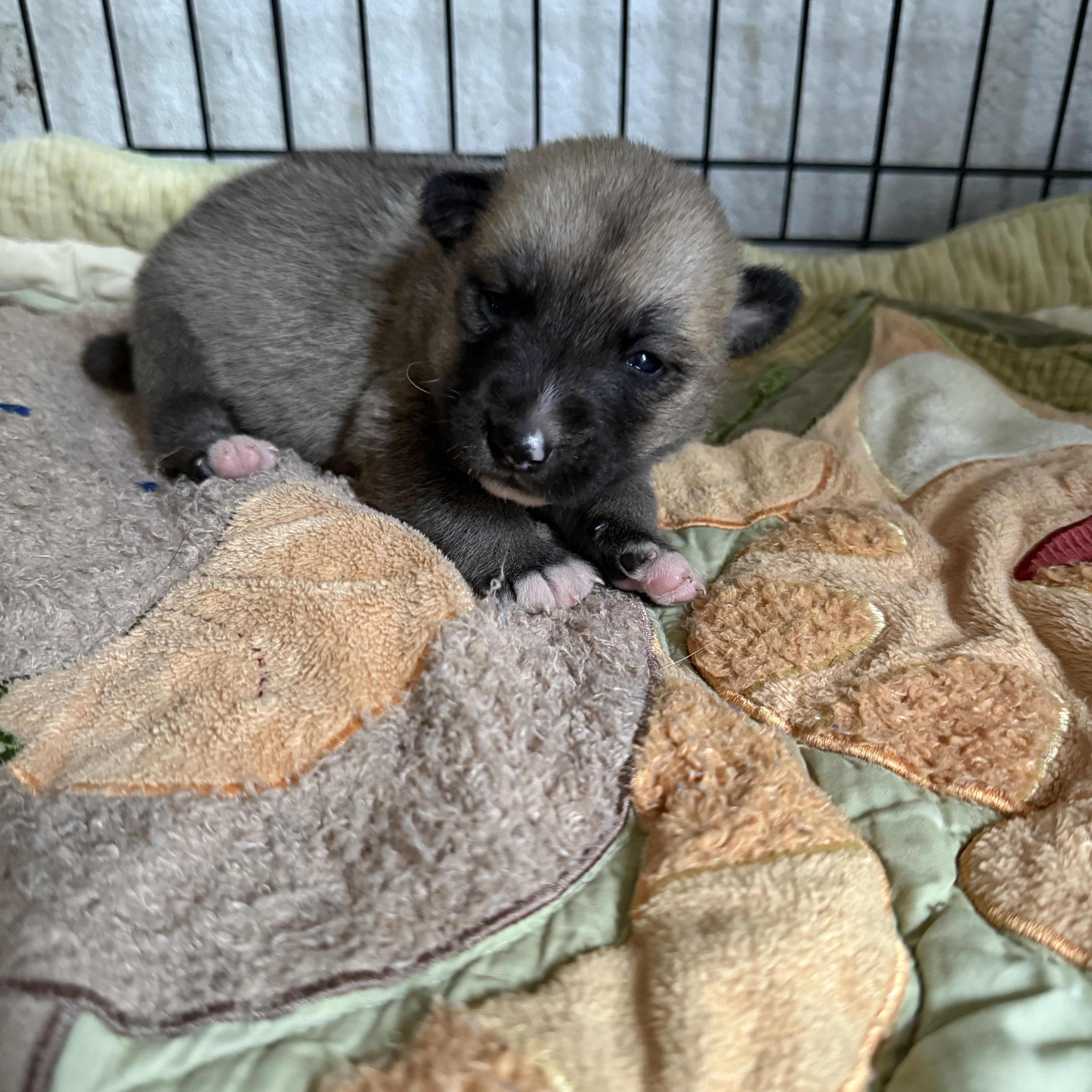 Ember & Kodiak, a Adoptable mixed breed in Jefferson City, MO image 2/6