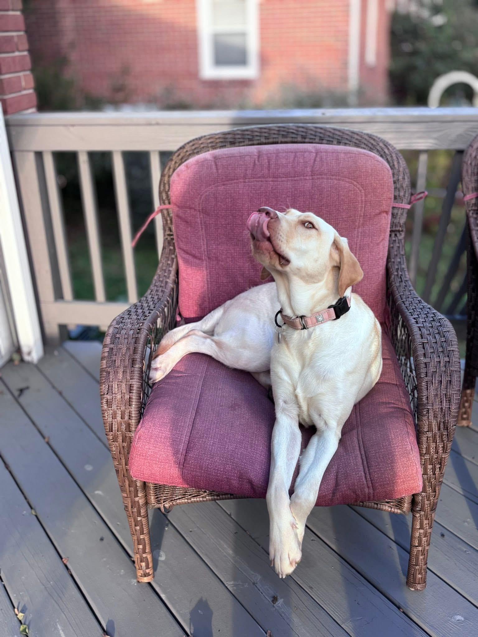 Enlarge Fiddle, a Adoptable mixed breed in Elkton, MD image 2/6