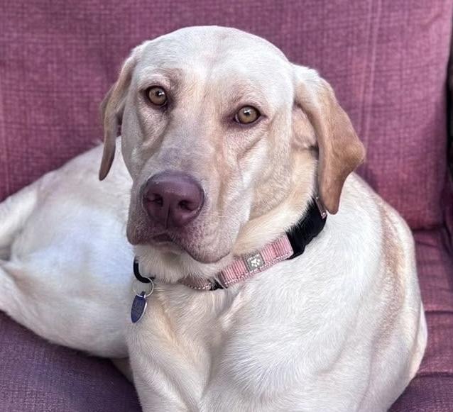 Fiddle, Adoptable, Adult Female Labrador Retriever.