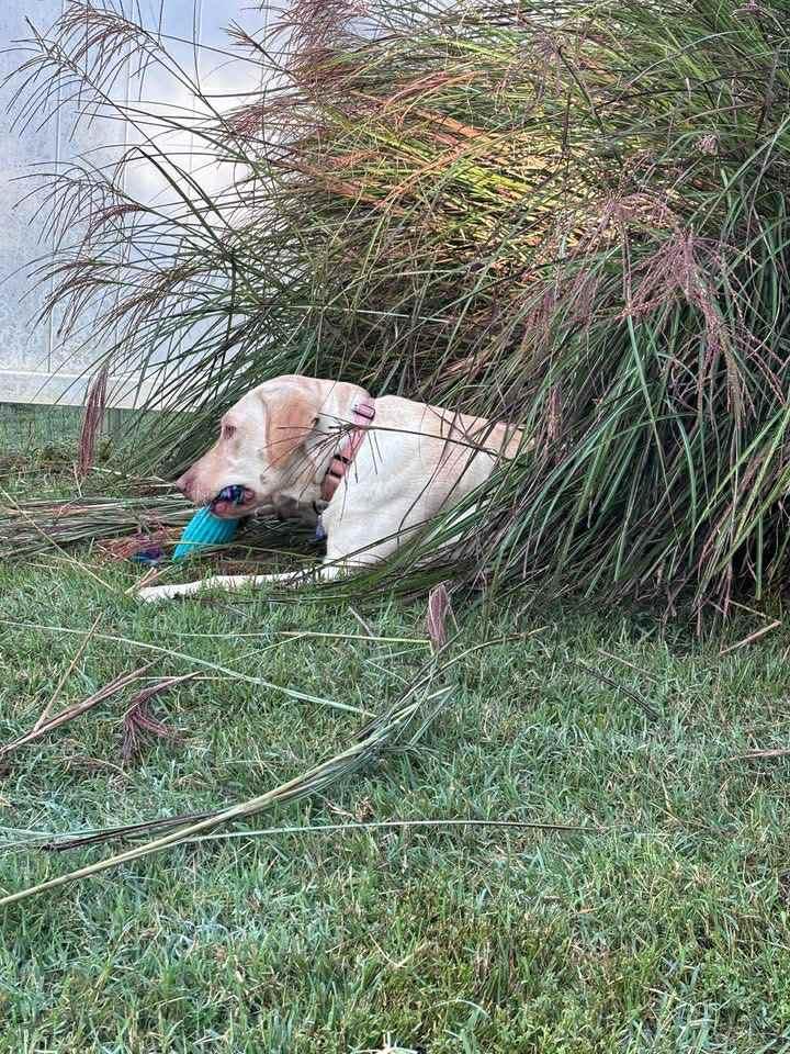 Enlarge Fiddle, a Adoptable mixed breed in Elkton, MD image 5/6