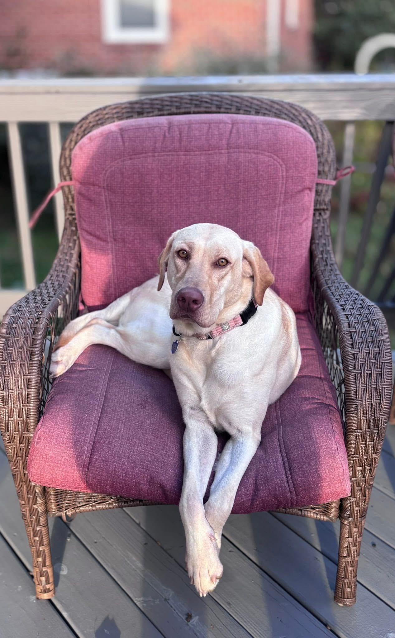 Enlarge Fiddle, a Adoptable mixed breed in Elkton, MD image 3/6