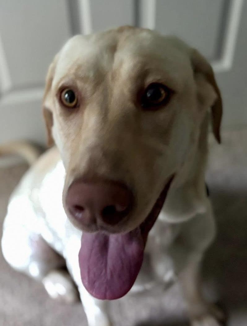 Fiddle, Adoptable, Adult Female Labrador Retriever.