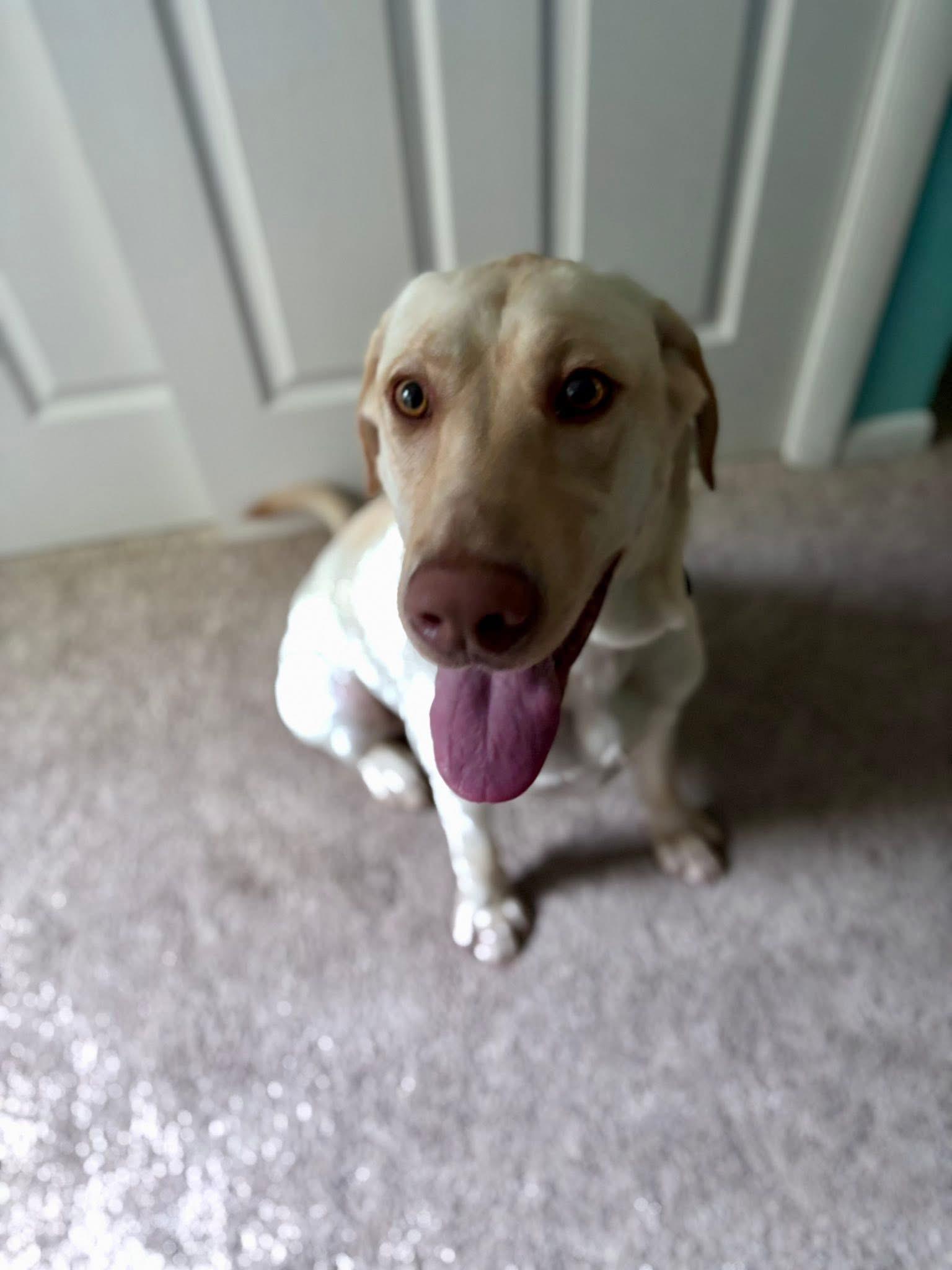 Enlarge Fiddle, a Adoptable mixed breed in Elkton, MD image 6/6