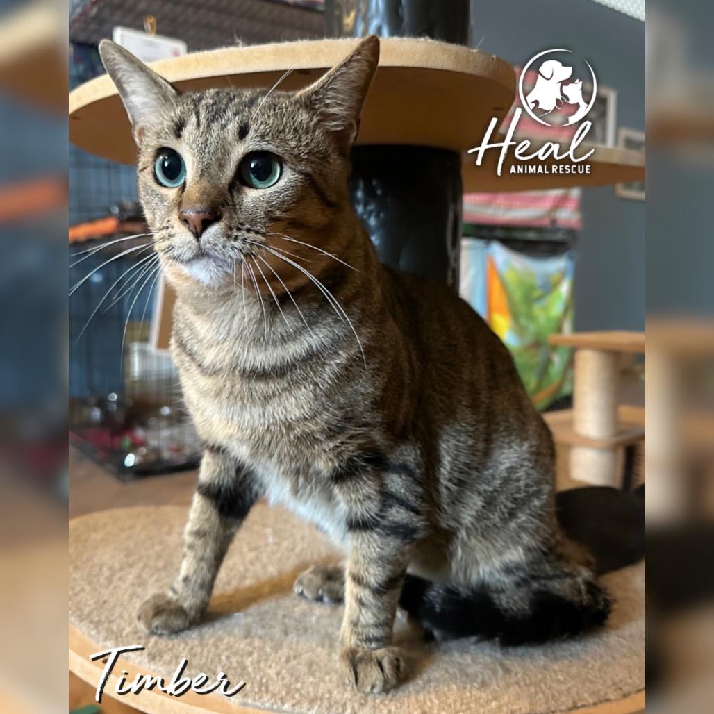 Timber, Adoptable, Young Male Domestic Short Hair.