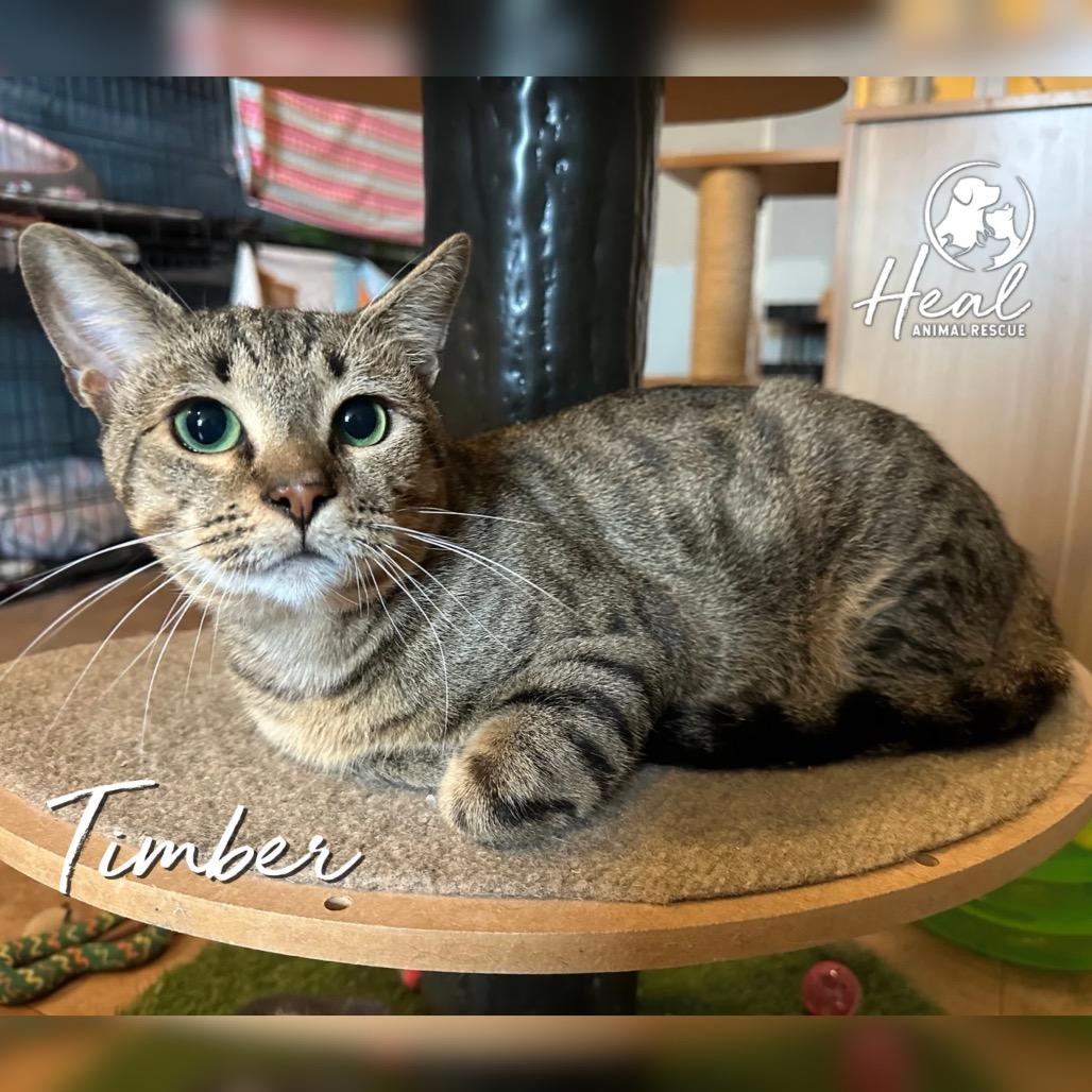 Timber, a Adoptable Domestic Short Hair in Youngwood, PA image 2/3