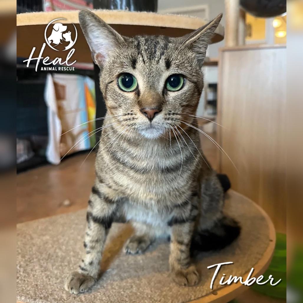 Timber, a Adoptable Domestic Short Hair in Youngwood, PA image 3/3
