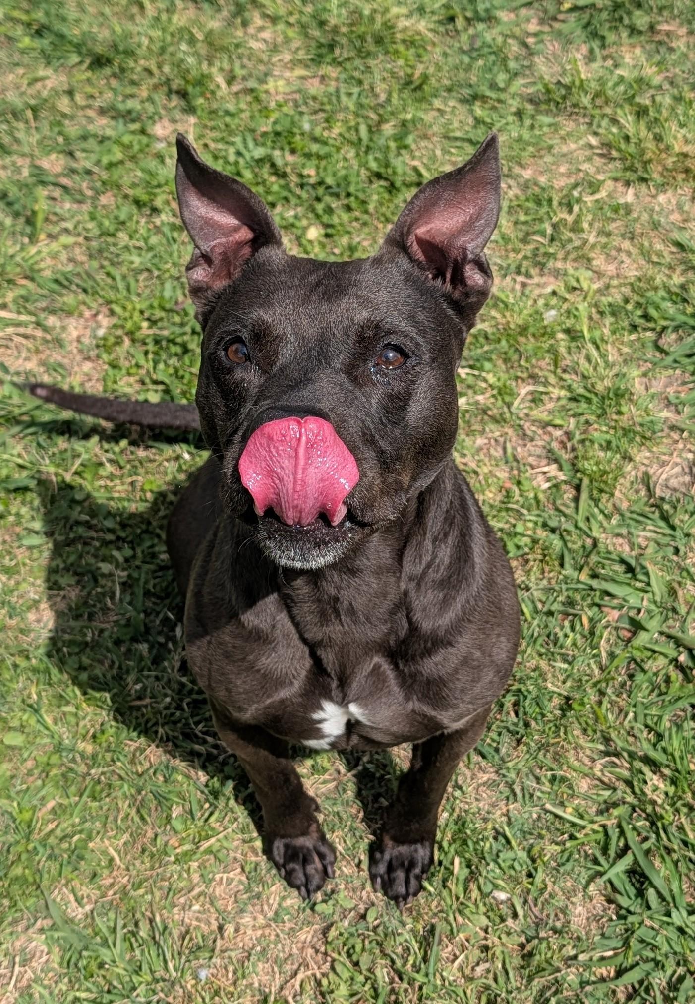 Enlarge Harley* A216216, a ADOPTABLE mixed breed in Plano, TX image 4/6