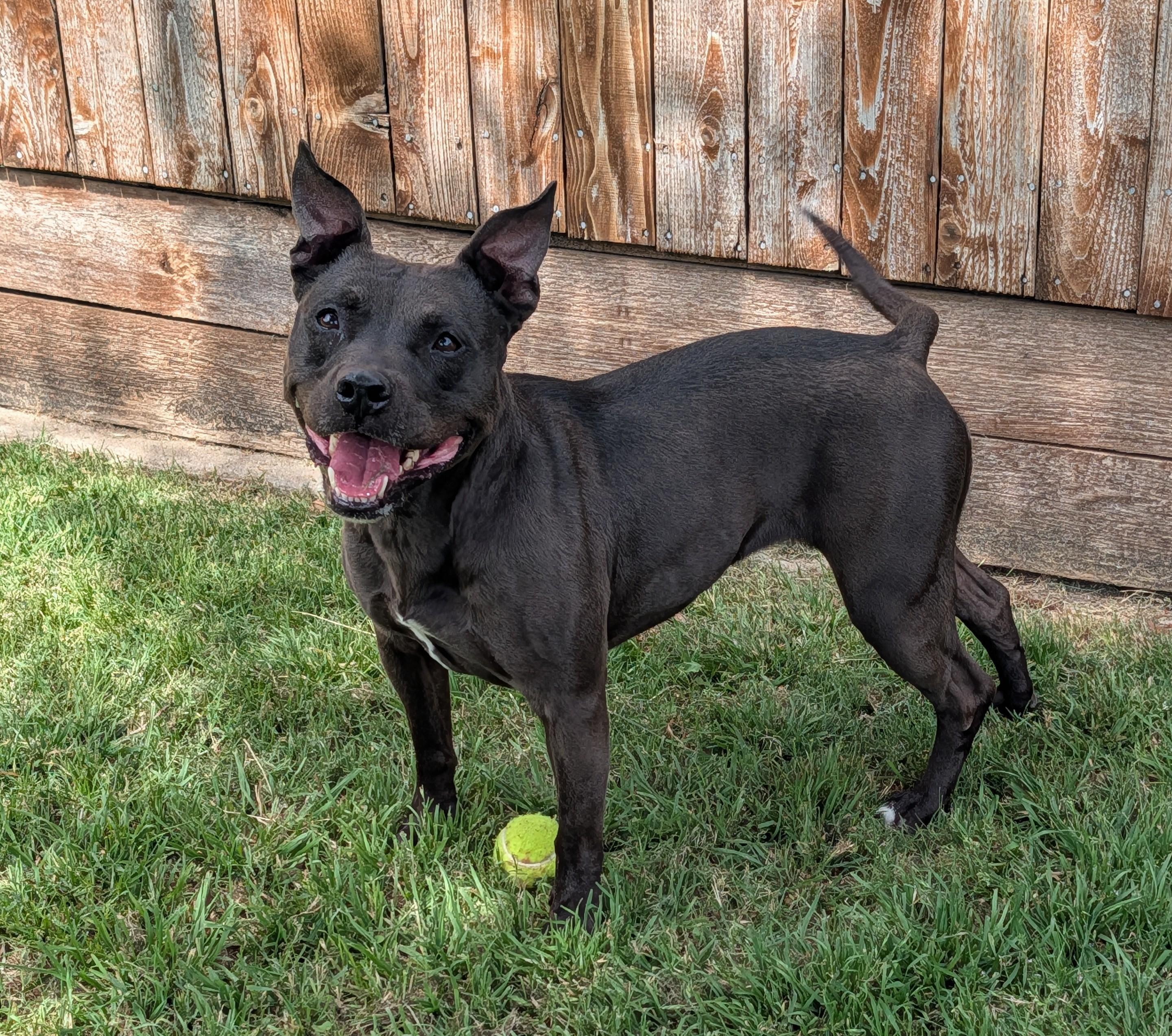 Harley* A216216, ADOPTABLE, Adult Female American Staffordshire Terrier.