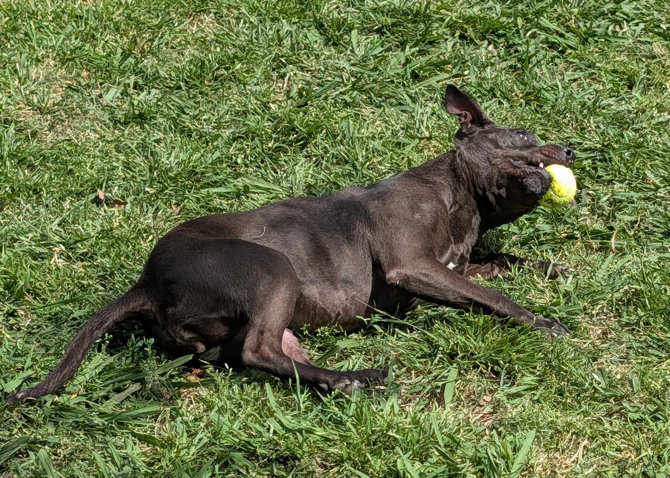 Enlarge Harley* A216216, a ADOPTABLE mixed breed in Plano, TX image 5/6