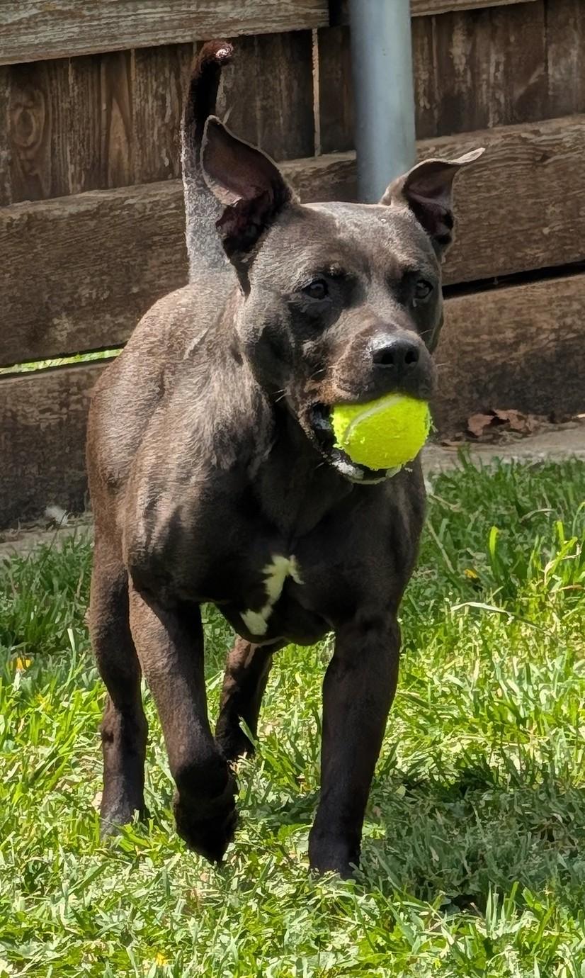 Enlarge Harley* A216216, a ADOPTABLE mixed breed in Plano, TX image 2/6