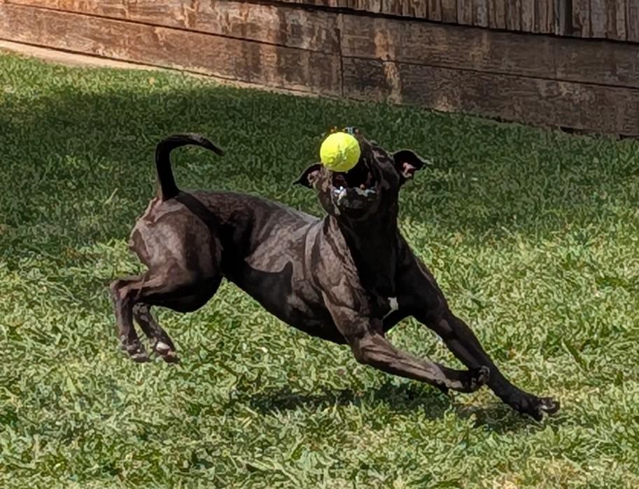 Enlarge Harley* A216216, a ADOPTABLE mixed breed in Plano, TX image 3/6