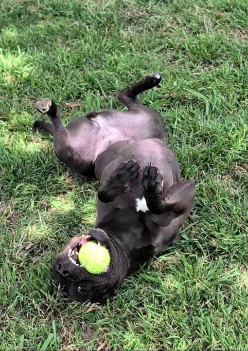 Enlarge Harley* A216216, a ADOPTABLE mixed breed in Plano, TX video 6/6