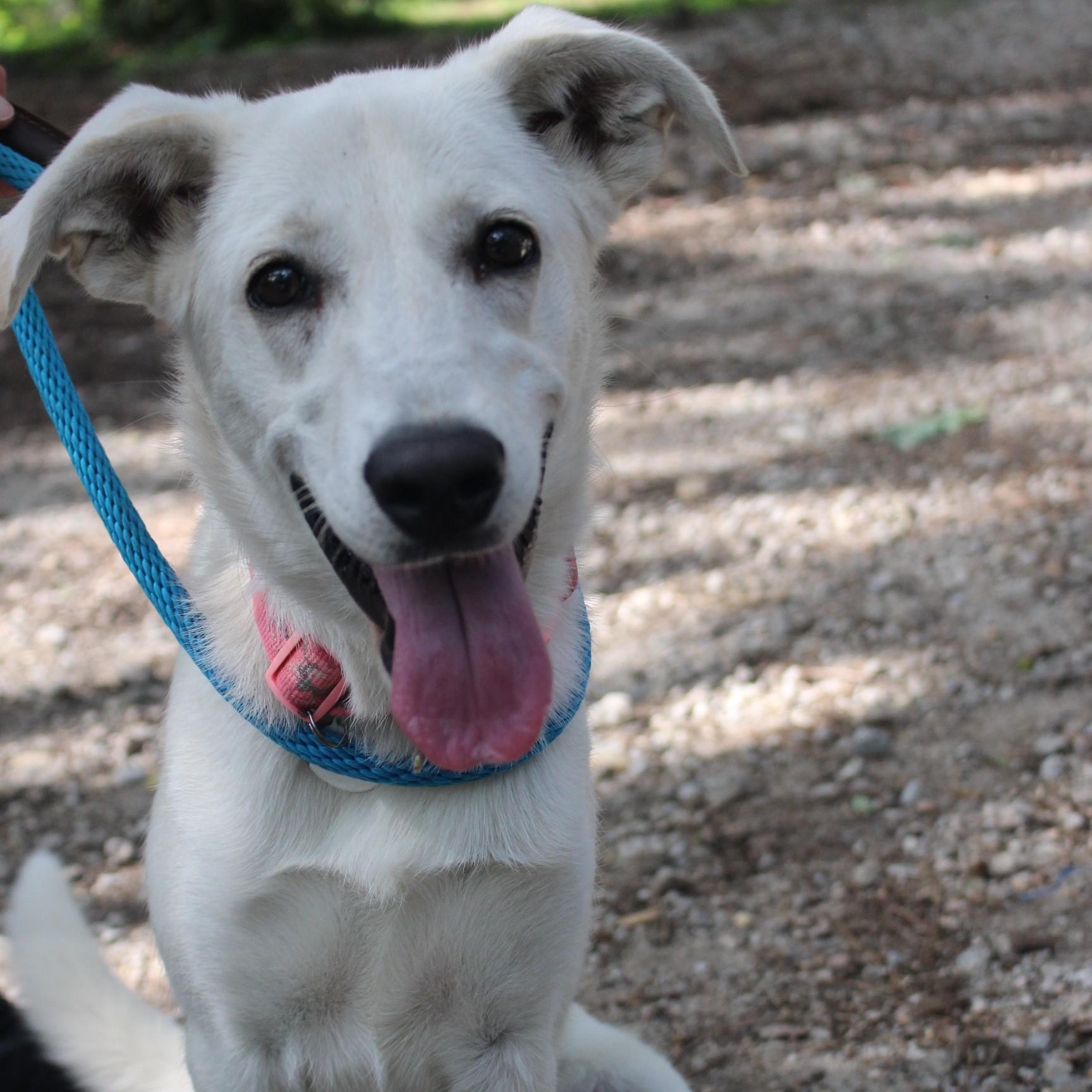 Enlarge Marshmallow - AVAILABLE TO FOSTER OR ADOPT, a ADOPTABLE mixed breed in Clayton, NC image 2/6