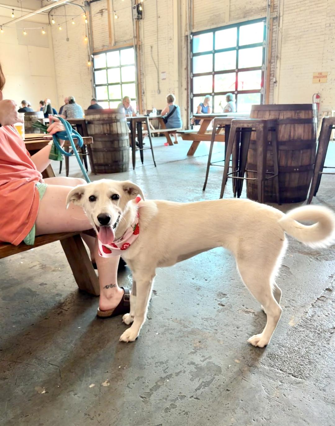 Enlarge Marshmallow - AVAILABLE TO FOSTER OR ADOPT, a ADOPTABLE mixed breed in Clayton, NC image 5/6