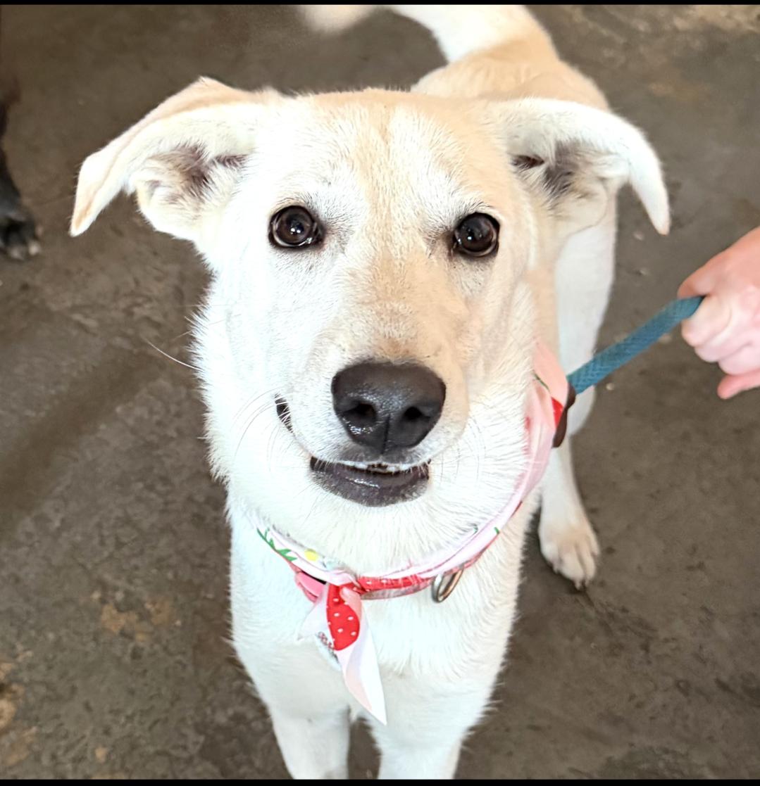 Marshmallow - AVAILABLE TO FOSTER OR ADOPT, ADOPTABLE, Puppy Female Labrador Retriever.
