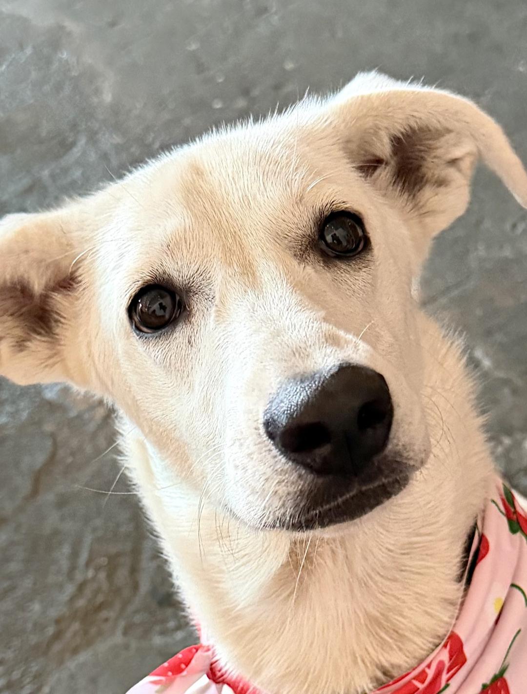 Enlarge Marshmallow - AVAILABLE TO FOSTER OR ADOPT, a ADOPTABLE mixed breed in Clayton, NC image 6/6