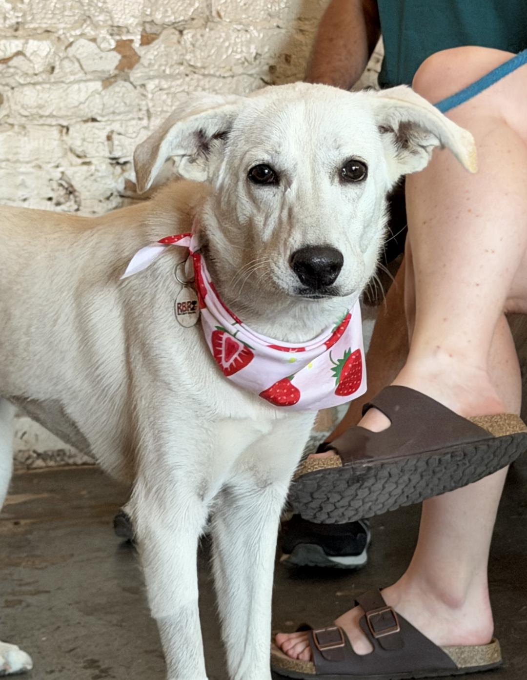 Enlarge Marshmallow - AVAILABLE TO FOSTER OR ADOPT, a ADOPTABLE mixed breed in Clayton, NC image 3/6