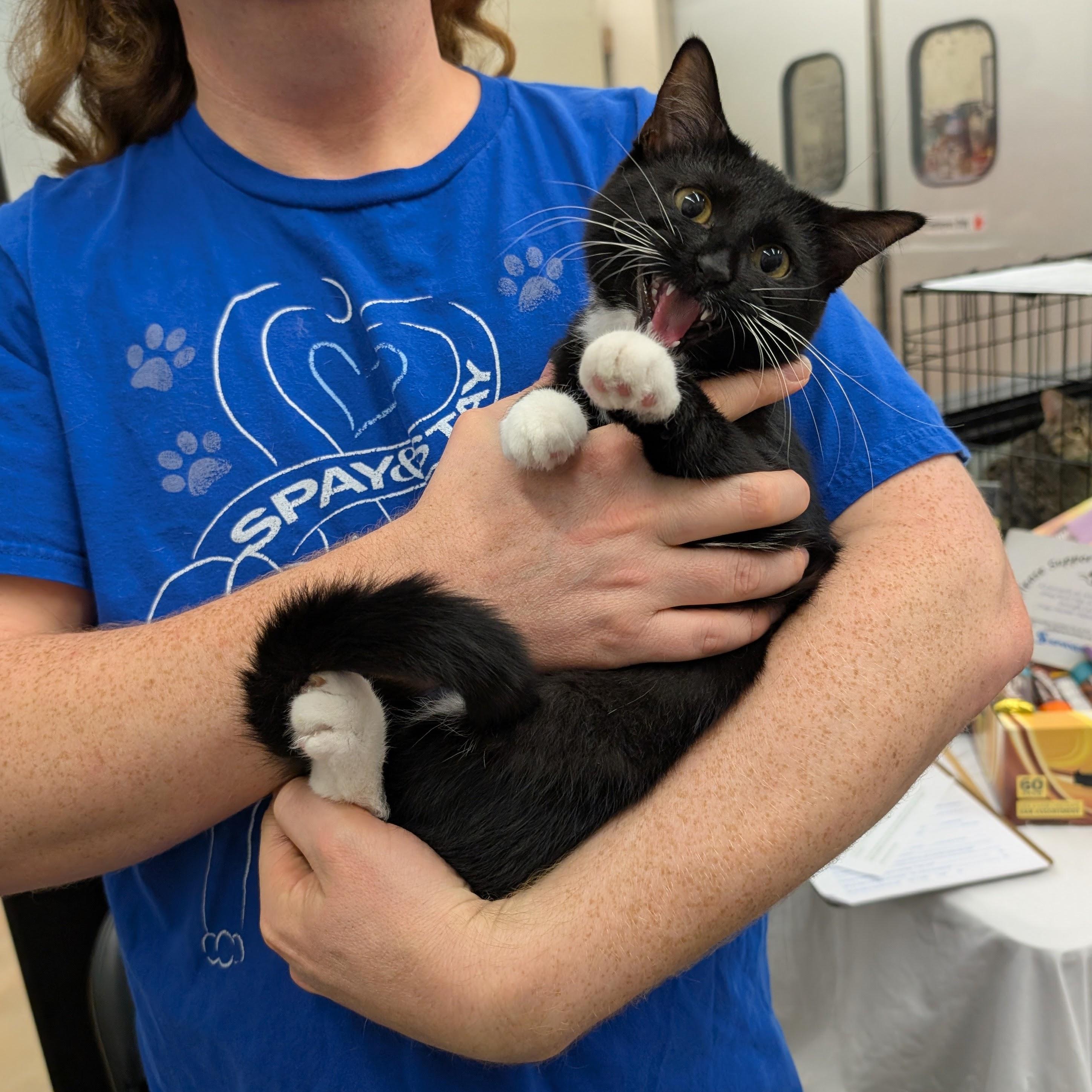 Enlarge Tux, a Adoptable mixed breed in Grayslake, IL image 1/3