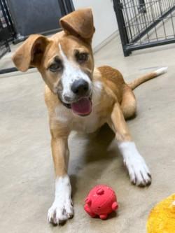 Magnolia, ADOPTABLE, Young Female Yellow Labrador Retriever.