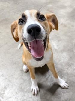 Enlarge Magnolia, a ADOPTABLE mixed breed in Henderson, TX image 2/3