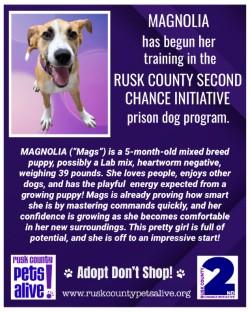 Enlarge Magnolia, a ADOPTABLE mixed breed in Henderson, TX image 3/3
