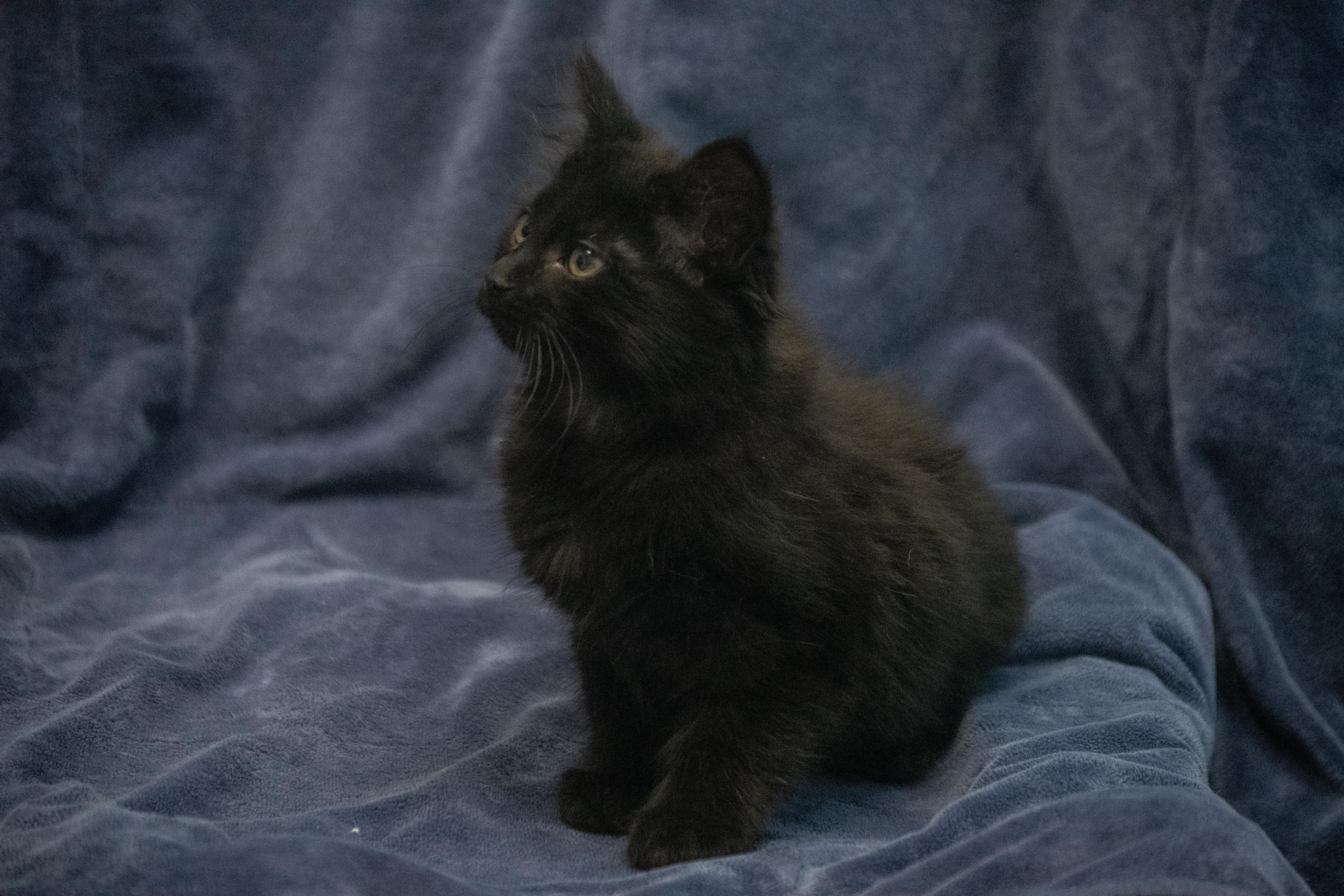 Enlarge Cola, a Adopted mixed breed in Winchester, KY image 1/1