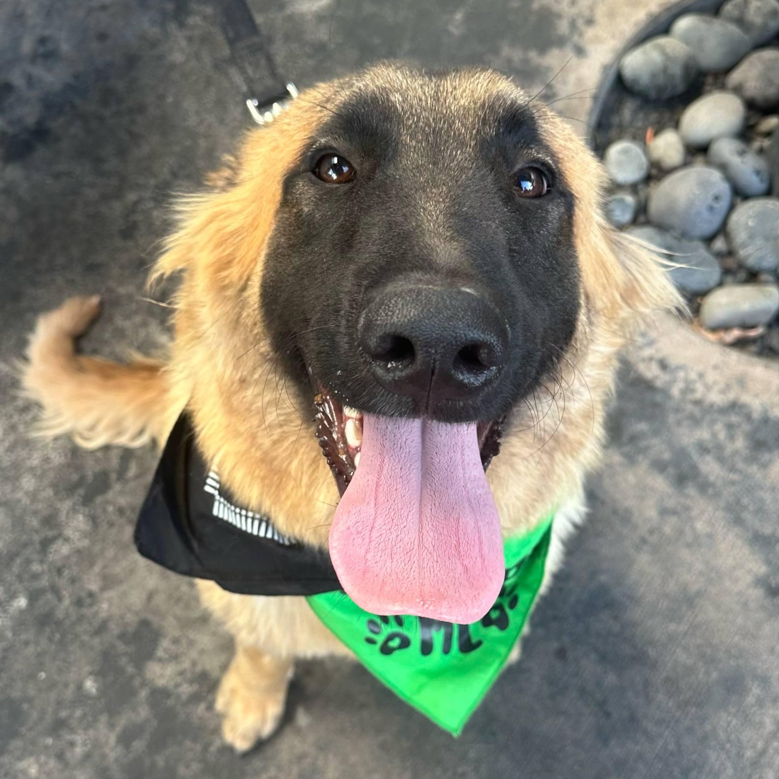 Koda
