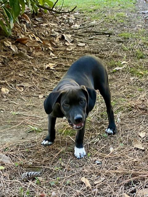 Lilly, a Adoptable mixed breed in Watertown, CT image 2/4