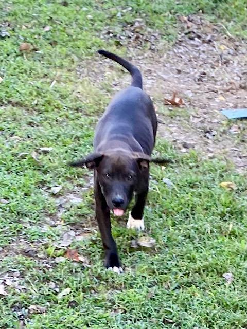 Lilly, a Adoptable mixed breed in Watertown, CT image 3/4