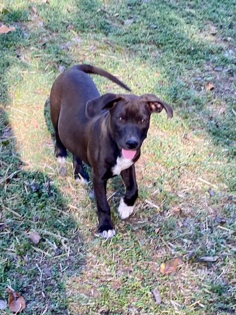 Lilly, Adoptable, Puppy Female Labrador Retriever & Boxer.