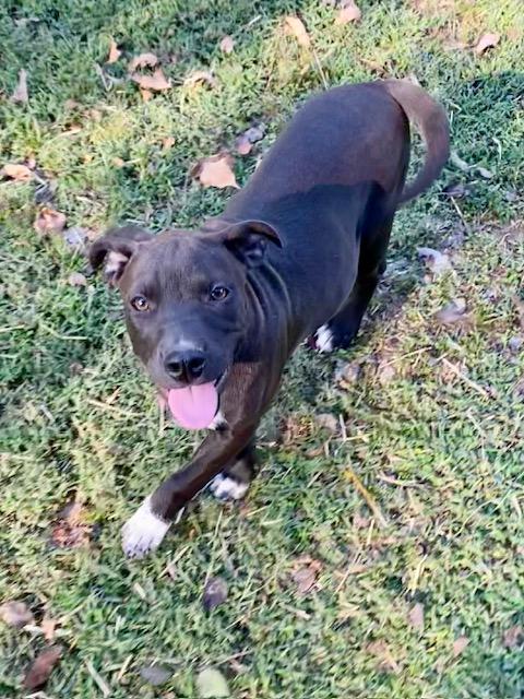 Lilly, a Adoptable mixed breed in Watertown, CT image 4/4