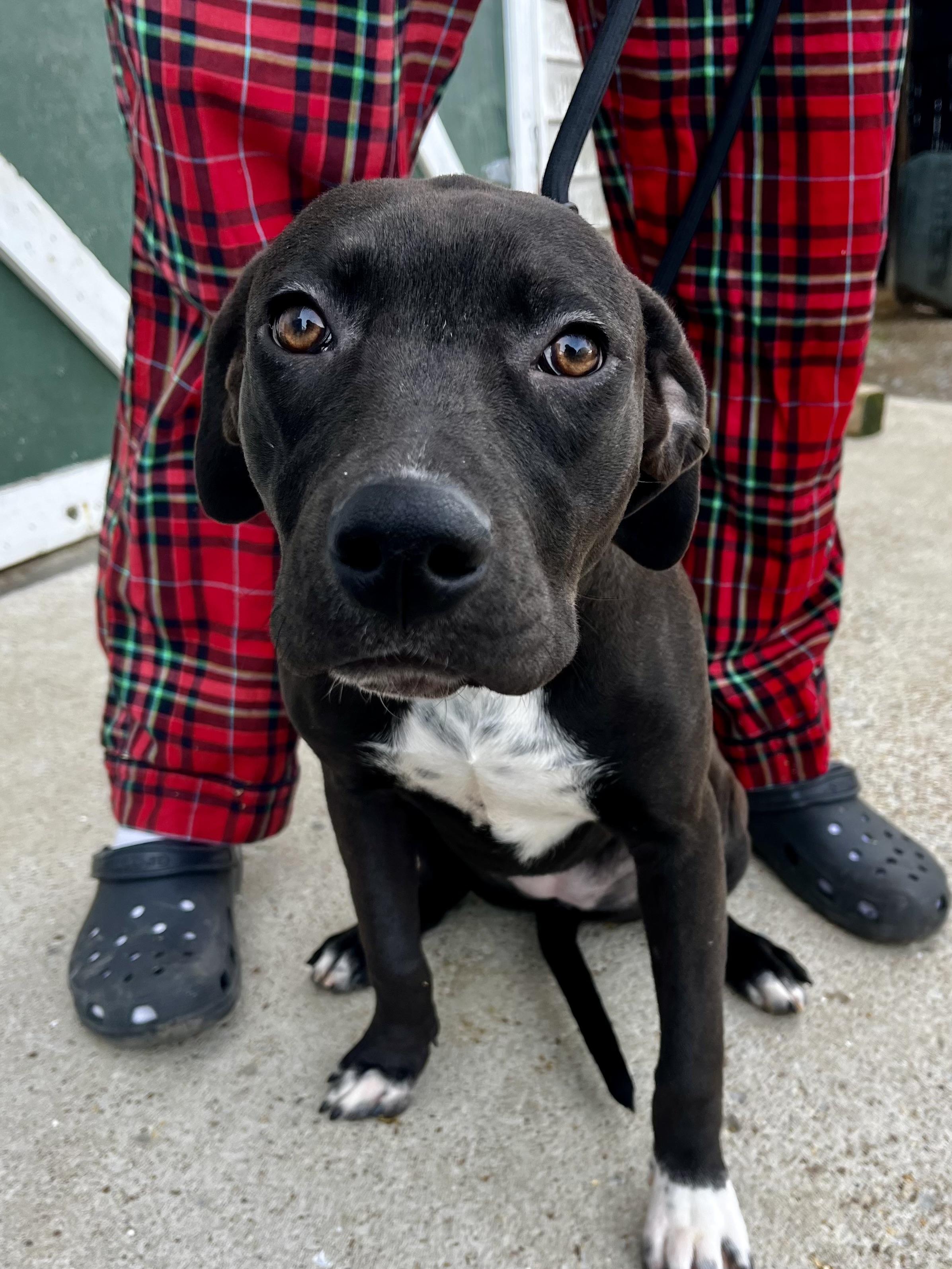 Lilly, Adoptable, Young Female Labrador Retriever & Boxer.