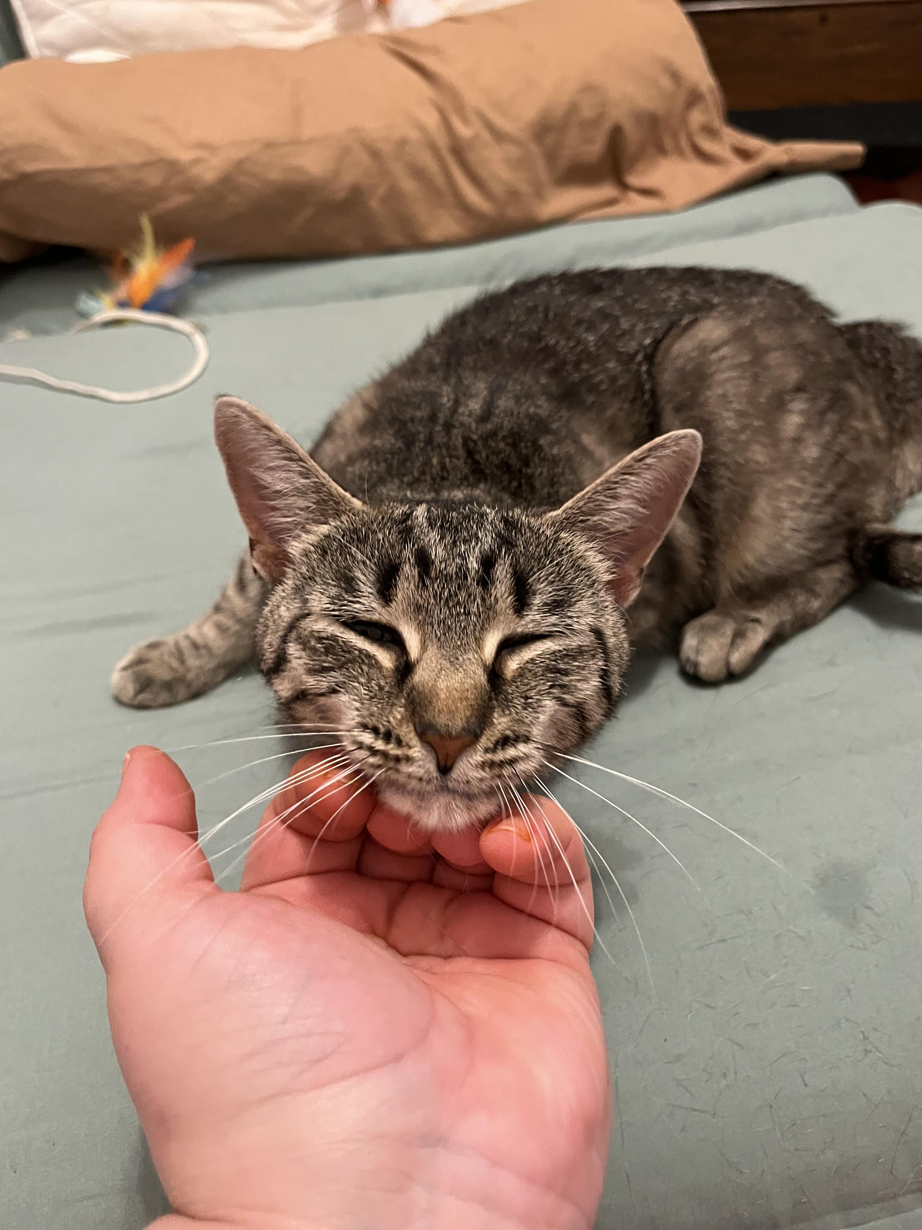 Charlotte, a ADOPTABLE Domestic Short Hair in Kalamazoo, MI image 4/6
