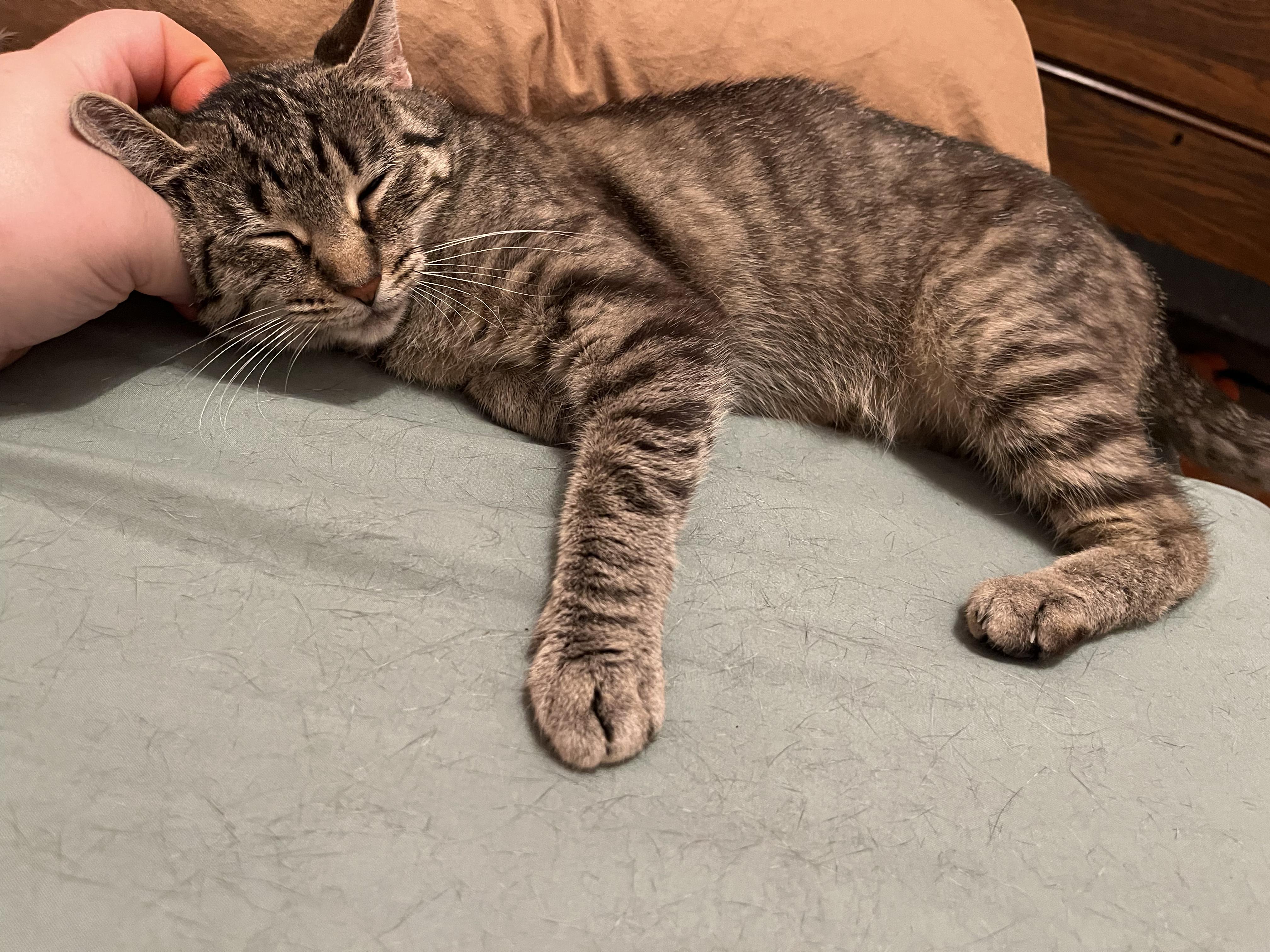 Charlotte, a ADOPTABLE Domestic Short Hair in Kalamazoo, MI image 2/6