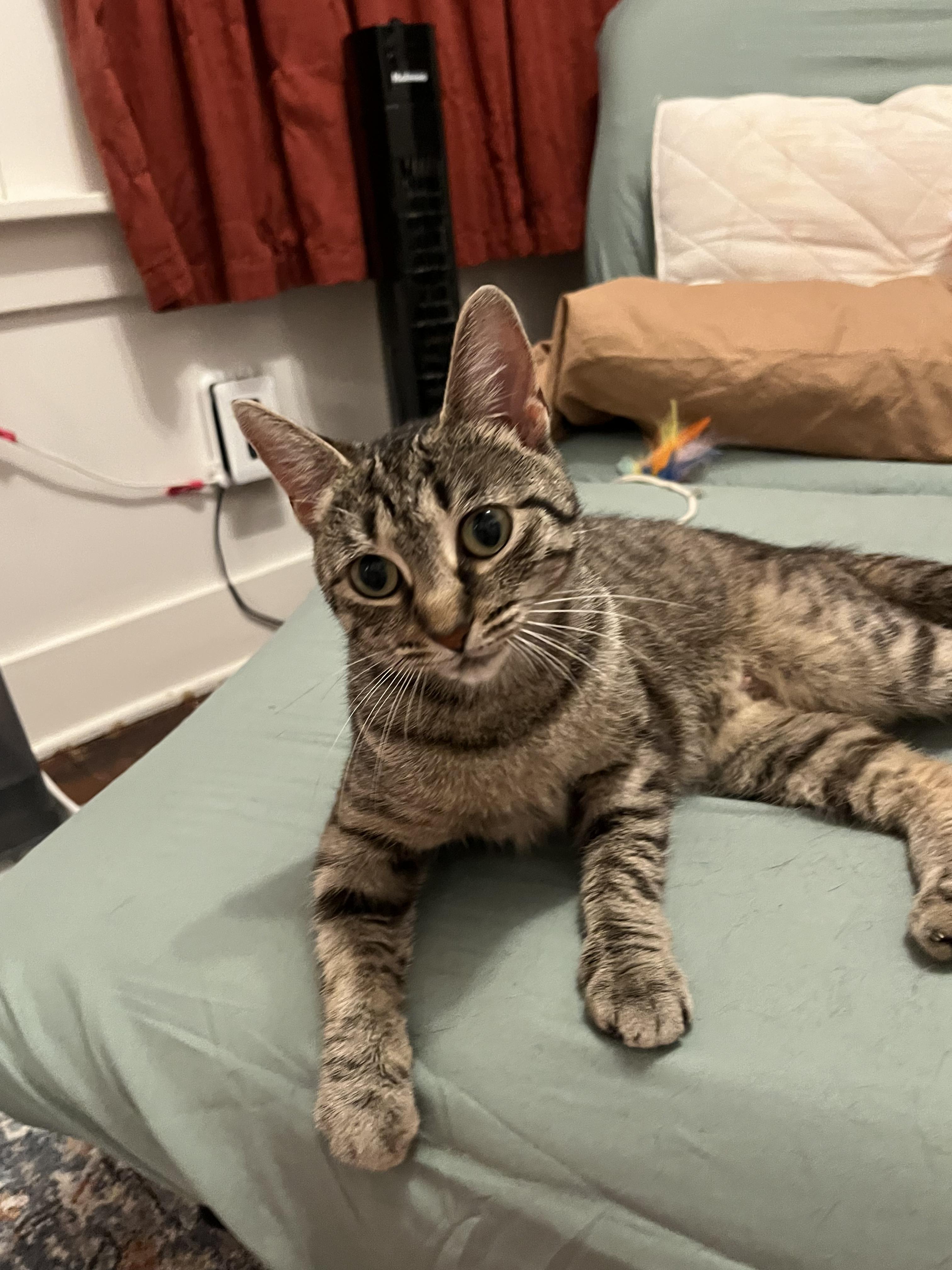 Charlotte, a ADOPTABLE Domestic Short Hair in Kalamazoo, MI image 6/6