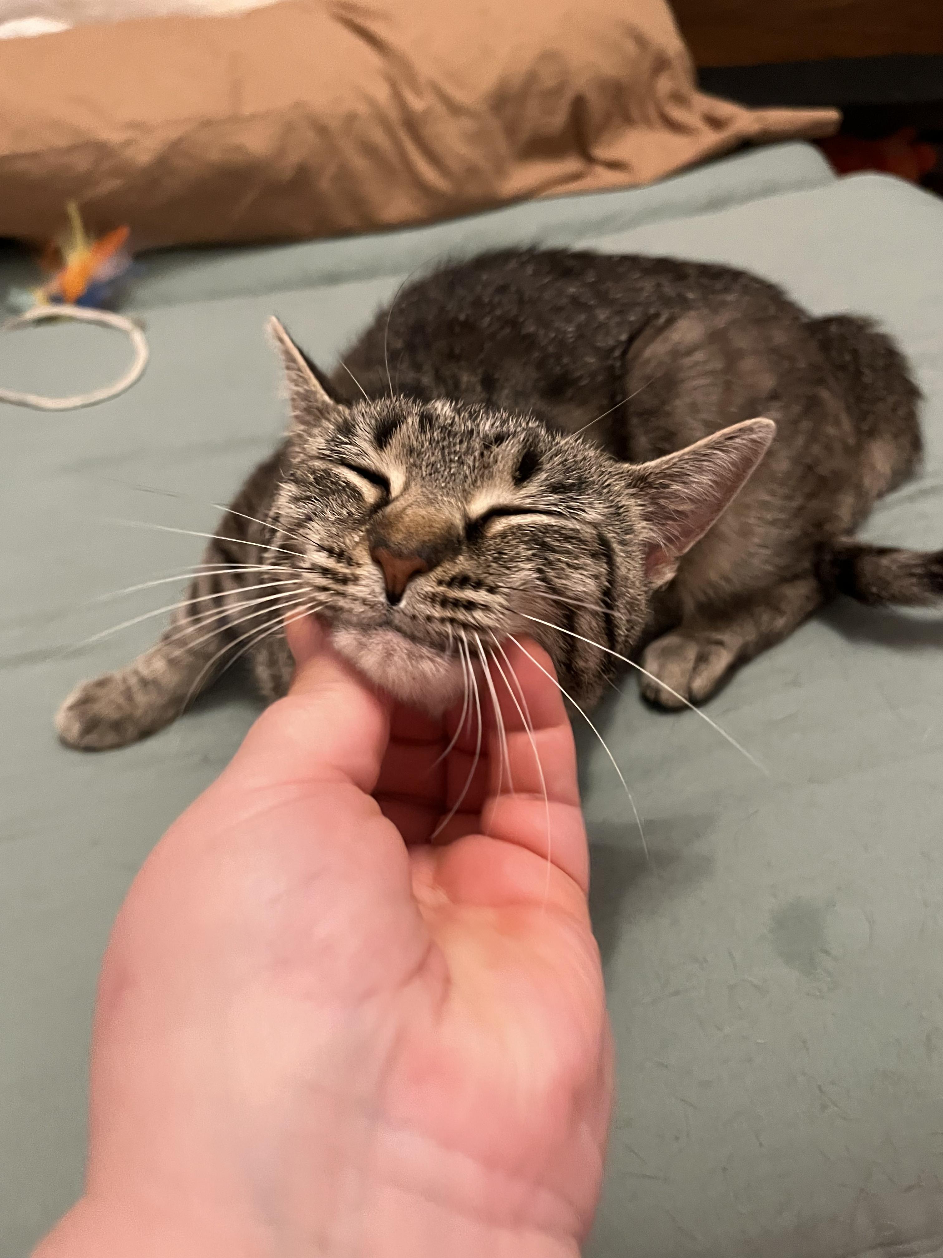 Charlotte, a ADOPTABLE Domestic Short Hair in Kalamazoo, MI image 5/6